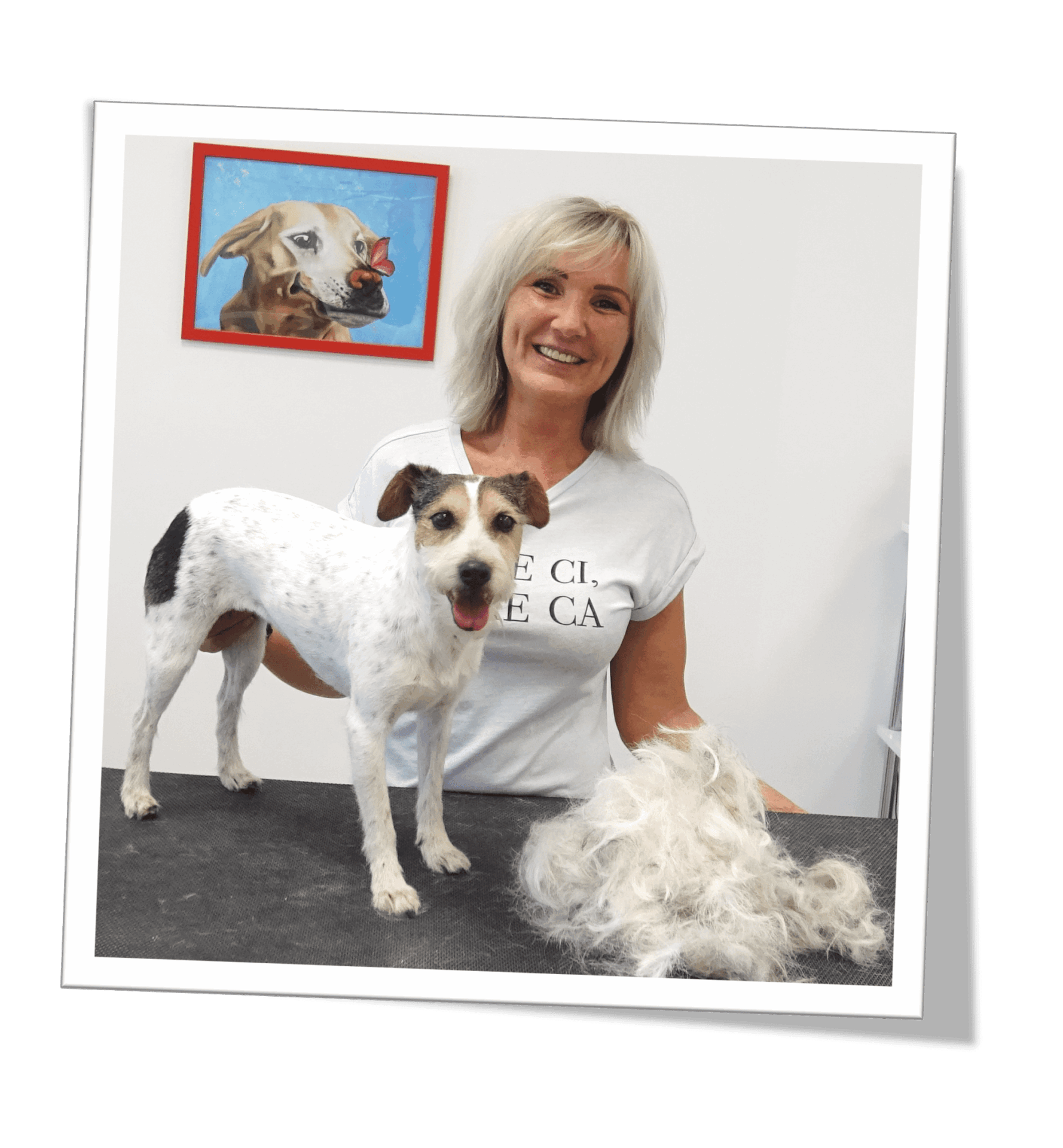 Parson Russel Terrier trimmen