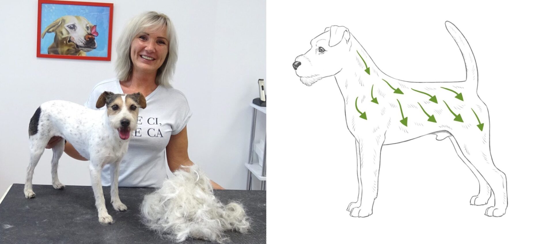 Parson Russell Terrier trimmen