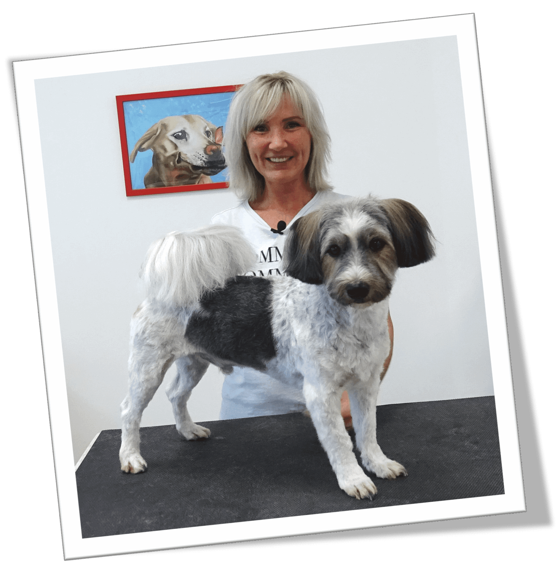 hund abscheren