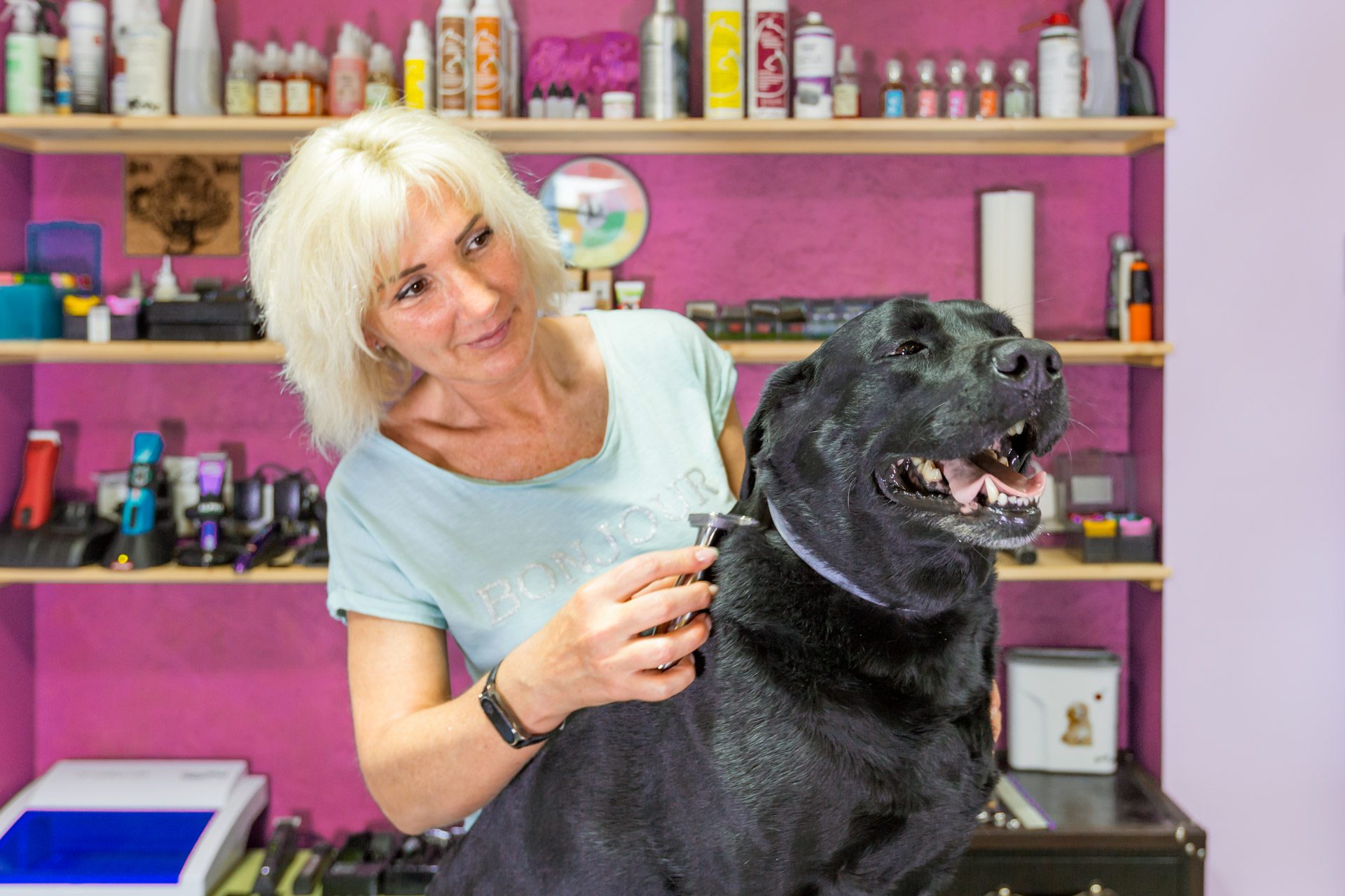 hundefriseur ausbildung