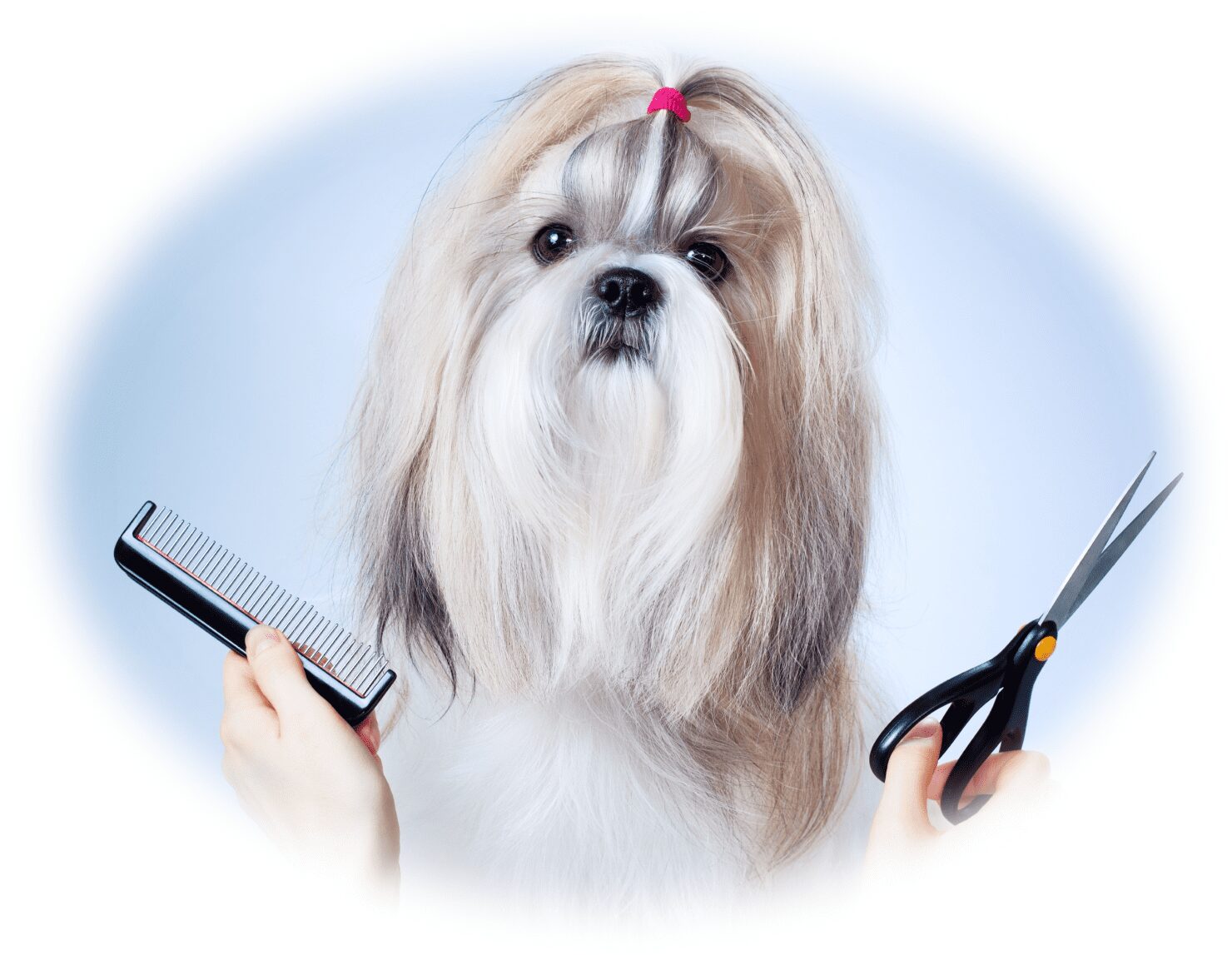 Ausbildung zum Hundefriseur