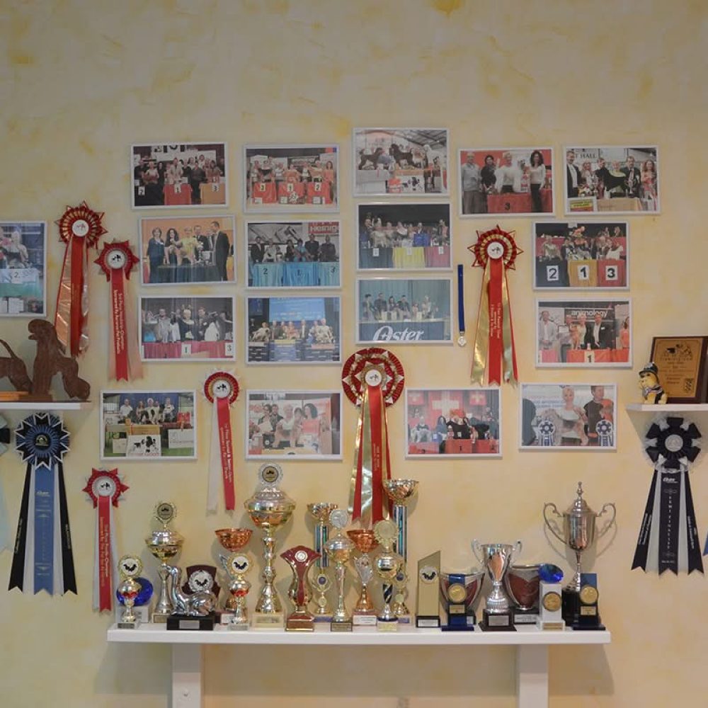 hundefriseurschule