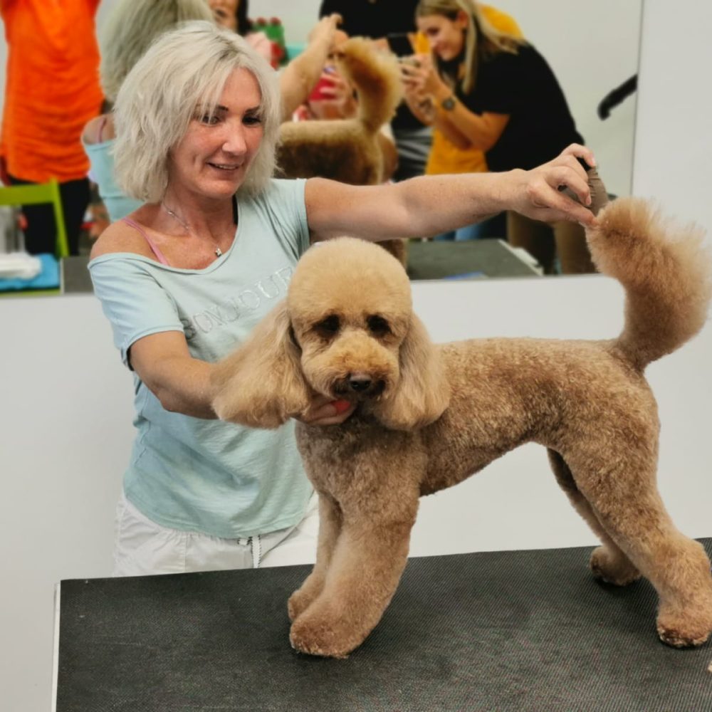 Die digitale Hundefriseurschule Happy dog groomers